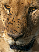 Flies and ticks on African lioness
