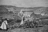 Cistercian monks ploughing a field, illustration