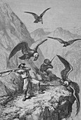 Hunters fighting condors, 19th century illustration