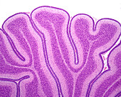 Immature cerebellum, light micrograph