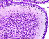 Immature cerebellum, light micrograph