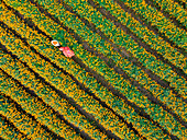 Aerial view of farmer collecting marigold flowers, Jessore, Bangladesh