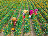 Farmers collecting marigold flowers, Jessore, Bangladesh