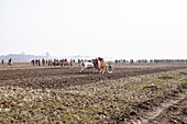 Bullock cart racing, Jessore, Bangladesh
