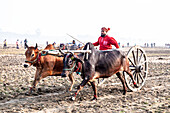 Bullock cart racing, Jessore, Bangladesh