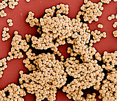 Methicillin-resistant Staphylococcus aureusbacteria, SEM