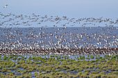 Flock of oystercatchers