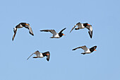 Oystercatchers in flight