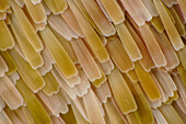 Butterfly wing scales, macrophotograph