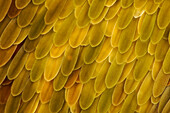 Butterfly wing scales, macrophotograph