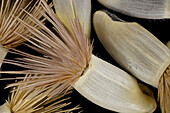 Cornflower (Centaurea cyanus) seeds, macrophotograph