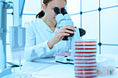 Scientist examining cell cultures