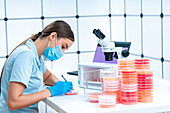 Scientist labelling petri dish