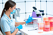 Scientist removing petri dish from incubator