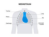 Mediastinum, illustration