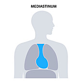 Mediastinum, illustration