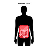 Abdominal cavity , illustration