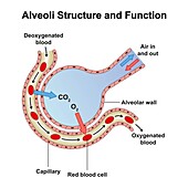 Alveoli structure, illustration