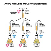 Avery-MacLeod-McCarty experiment, illustration