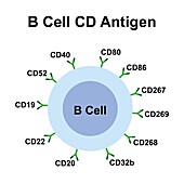 B cell CD antigen, illustration