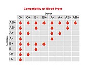 ABO blood type compatibility, illustration