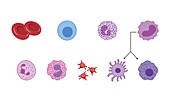 Blood cell types, illustration