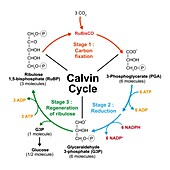 Calvin cycle, illustration