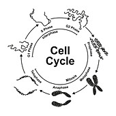 Cell cycle, illustration