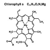 Chlorophyll a chemical structure, illustration.