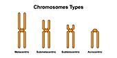 Chromosome types, illustration.