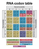 RNA codon table, illustration