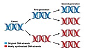 Conservative replication of DNA, illustration.
