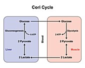 Cori cycle, illustration