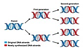 Dispersive replication of DNA , illustration.