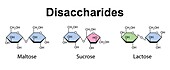 Disaccharides, illustration