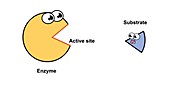 Enzyme activity mechanism, illustration