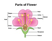 Flower anatomy, illustration