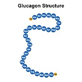 Glucagon structure, illustration