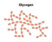 Glycogen sugar molecule, illustration