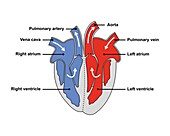 Heart anatomy, illustration