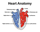 Heart anatomy, illustration