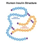 Human insulin structure, illustration