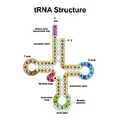Transfer RNA, illustration