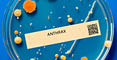 Anthrax bacterial infection