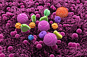 Inhaled pollen grains, illustration