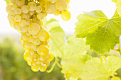 White wine grapes on the vine against the light