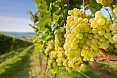 Weißweintrauben im Weinberg in der Sonne