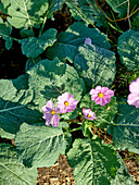 Purple bush mallow (Lavatera trimestris) in the garden bed