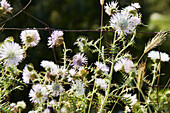 Thistles and wildflowers on a fence with a green background in daylight