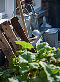 Old metal watering cans and wooden crate in the garden